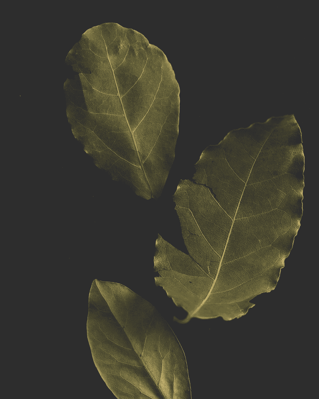 Bay leaf: The secret behind Italian flavours