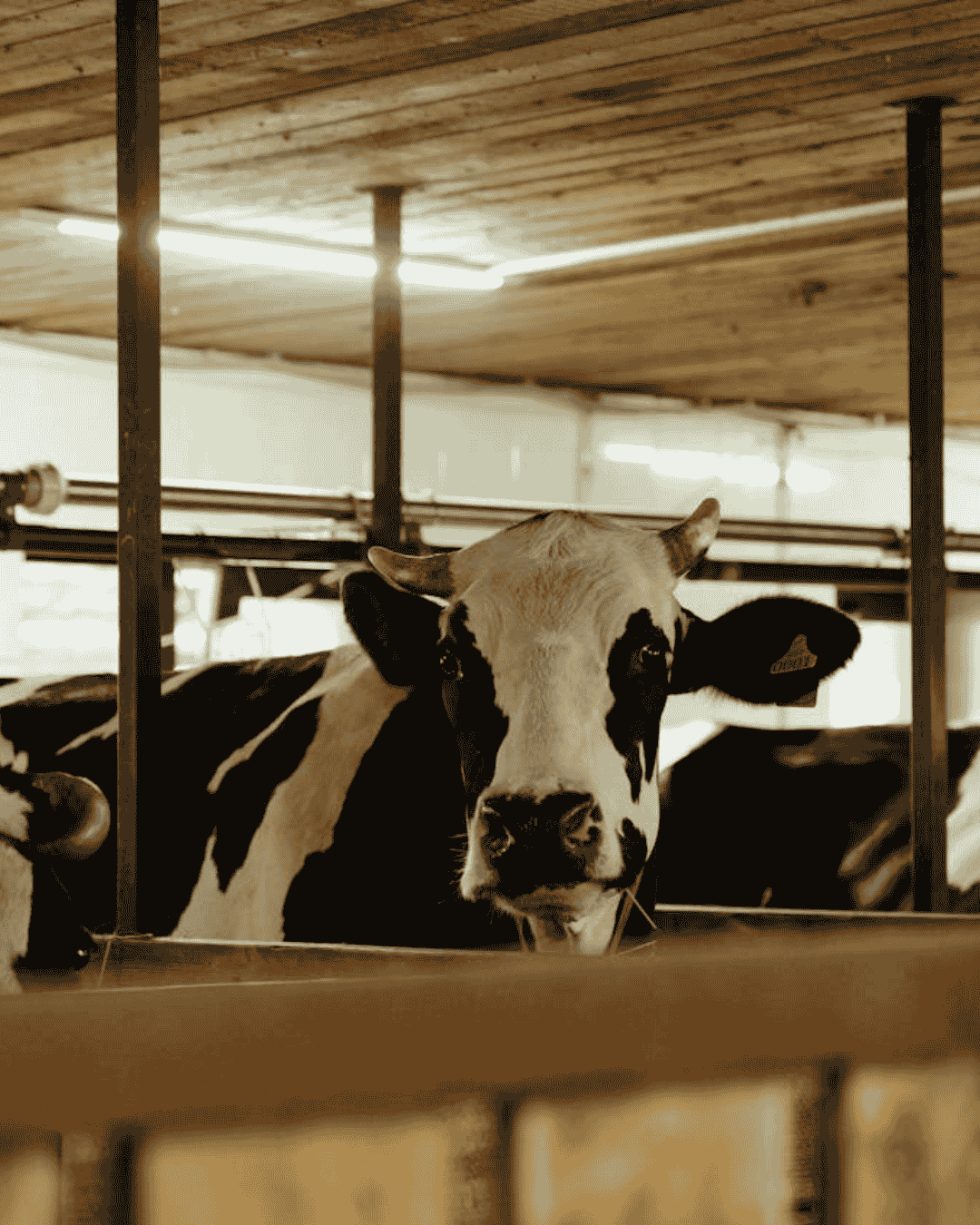 Reducing carbon footprint with sustainable plant-based protein